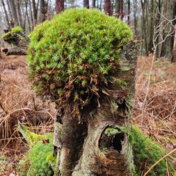Polytrichum (haircap moss)